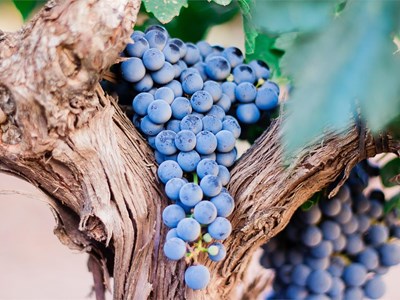 ¿Cómo puede mejorar tu salud la vinoterapia?
