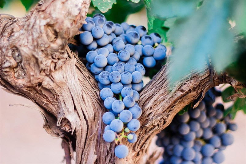 ¿Cómo puede mejorar tu salud la vinoterapia?