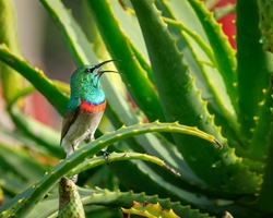 Aloe Vera