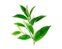 Árbol de Té