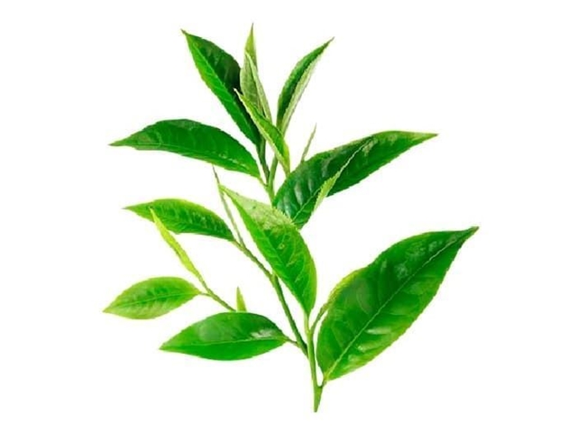 Árbol de Té