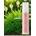 Karicia Crema Hidro Nutritiva de Melisa Piel Mixta 50 ml - Imagen 2